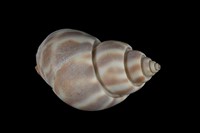 藏品(有齒鳳螺)的圖片